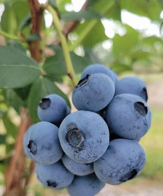 国产蓝莓 125g/盒 商品图2