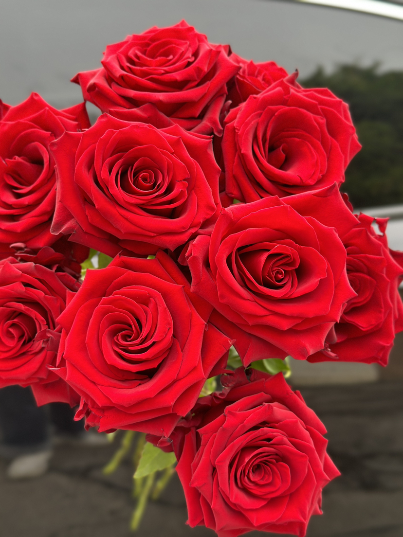 厄瓜多尔玫瑰explorer 探险家10支