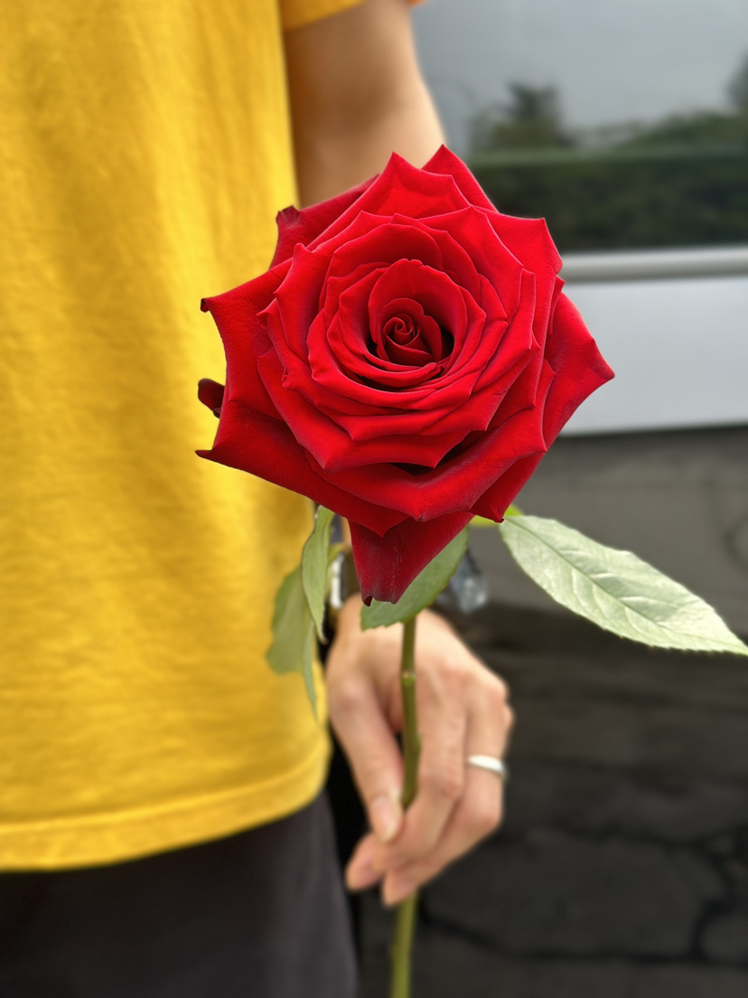 厄瓜多尔玫瑰explorer 探险家10支