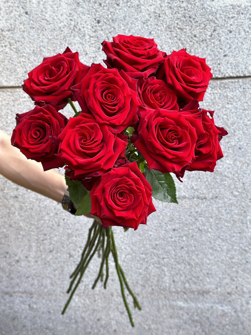 厄瓜多尔玫瑰explorer 探险家10支