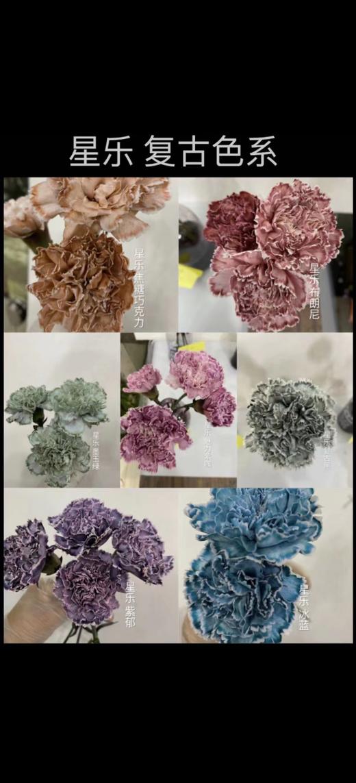 星乐鲜花 -吸染剂 商品图6