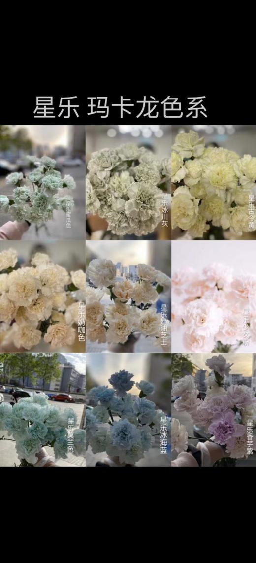 星乐鲜花 -吸染剂 商品图7