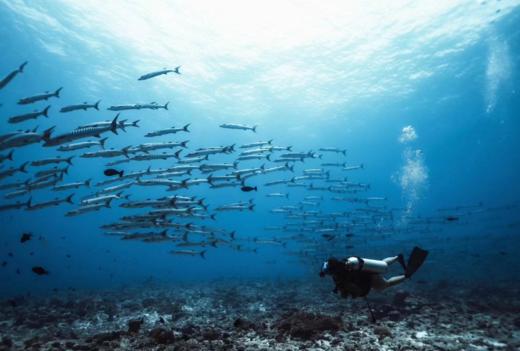 【端午假期潜水五日】菲律宾杜马盖地 6月17日-6月21日，当地一价全含，6199元/人 商品图3