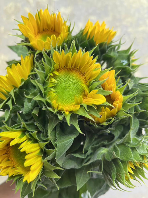 【中花】向日葵（绿心）约5枝/扎 商品图3