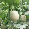 【海南】玫珑蜜瓜 冰淇淋网纹瓜 软糯香甜 新鲜水果 当季采摘 基地直发 商品缩略图3