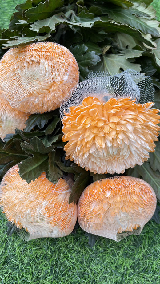 【真国色】国产牡丹菊  多色可选  5枝/扎 商品图4