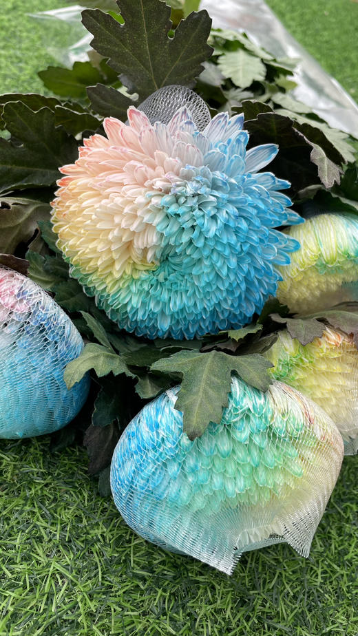 【真国色】国产牡丹菊  多色可选  5枝/扎 商品图8