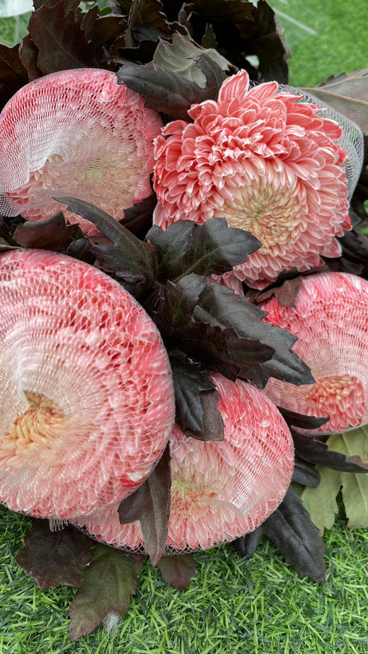 【真国色】国产牡丹菊  多色可选  5枝/扎 商品图5