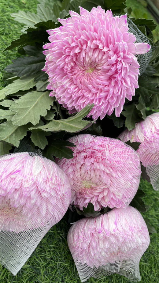 【真国色】国产牡丹菊  多色可选  5枝/扎 商品图7