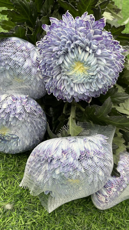 【真国色】国产牡丹菊  多色可选  5枝/扎 商品图2