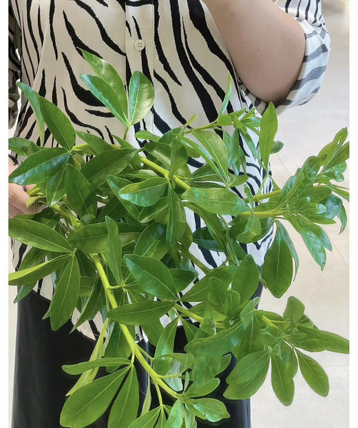 【自行给予】墨西哥橘叶   约5枝/扎 商品图4