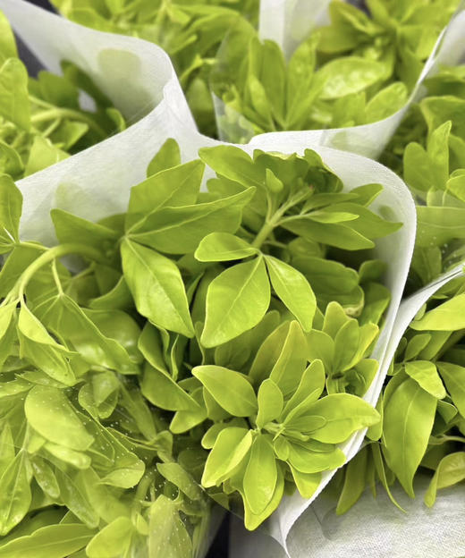 【自行给予】墨西哥橘叶   约5枝/扎 商品图6