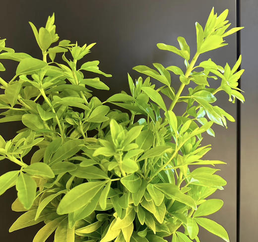 【自行给予】墨西哥橘叶   约5枝/扎 商品图3