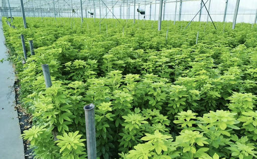 【自行给予】墨西哥橘叶   约5枝/扎 商品图0