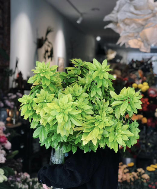 【自行给予】墨西哥橘叶   约5枝/扎 商品图1