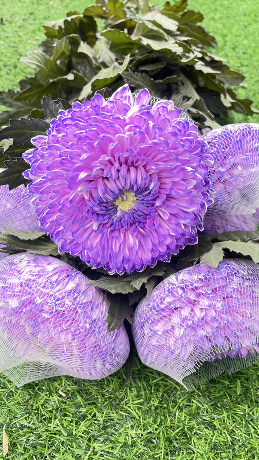 【真国色】国产牡丹菊  多色可选  5枝/扎 商品图11