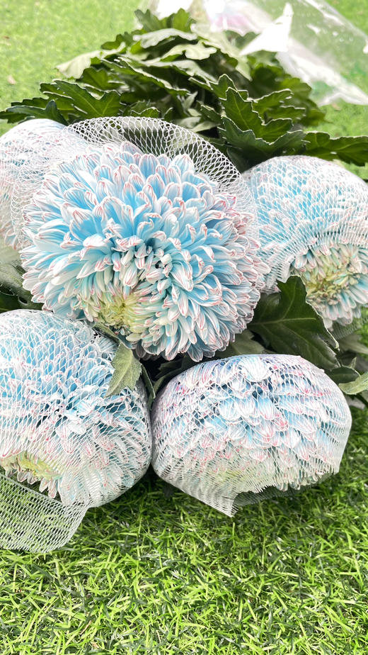 【真国色】国产牡丹菊  多色可选  5枝/扎 商品图10