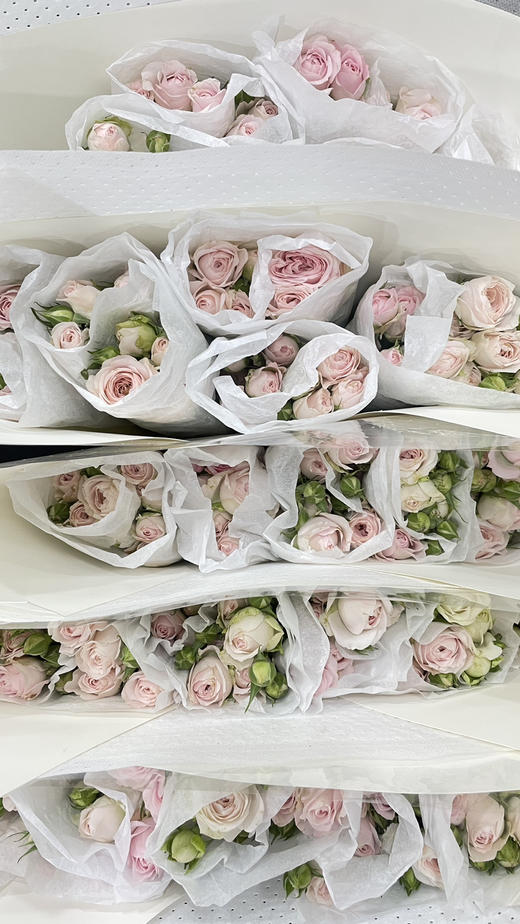 【昆明玫瑰】多头仙子之吻  约10枝/扎 商品图6