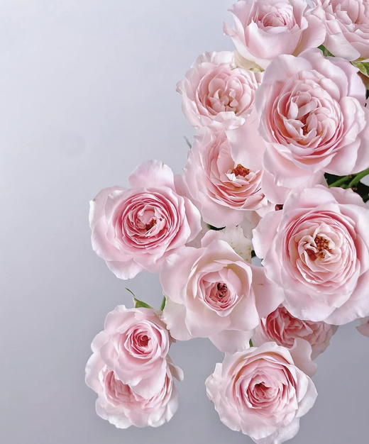 【昆明玫瑰】多头仙子之吻  约10枝/扎 商品图3