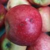 有机真的丑红富士苹果瑕疵果（不售后）| 合作生产 Organic Fuji apple | Partner Production 商品缩略图4