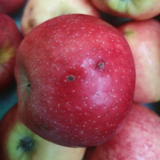 有机真的丑红富士苹果瑕疵果（不售后）| 合作生产 Organic Fuji apple | Partner Production 商品图4