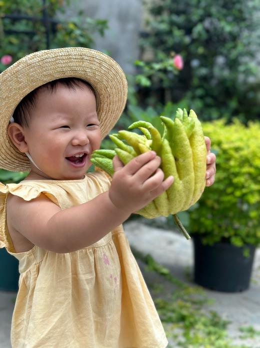 【香中君子.佛手】宝贝视频就是养护视频（送佛手卡片*1张/款式随机） 商品图10