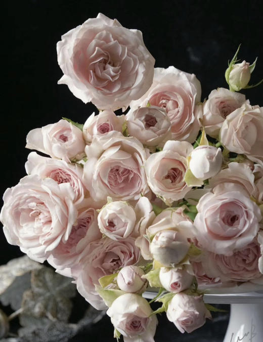 【昆明玫瑰】多头仙子之吻  约10枝/扎 商品图4