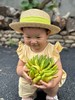 【香中君子.佛手】宝贝视频就是养护视频（送佛手卡片*1张/款式随机） 商品缩略图8