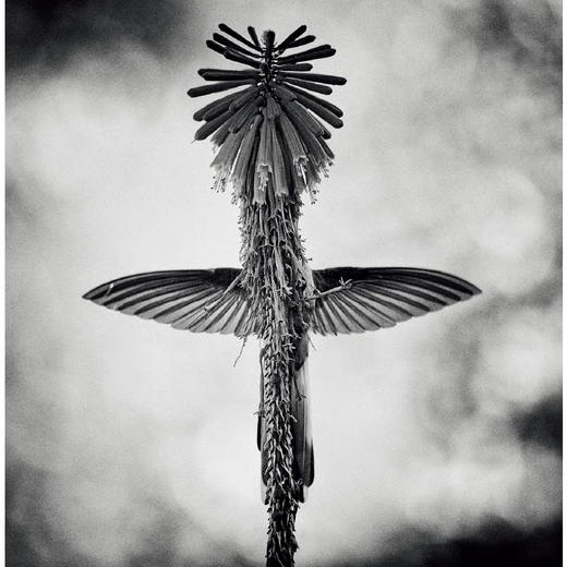 万物有灵：国际野生生物摄影年赛第54届获奖作品 商品图2