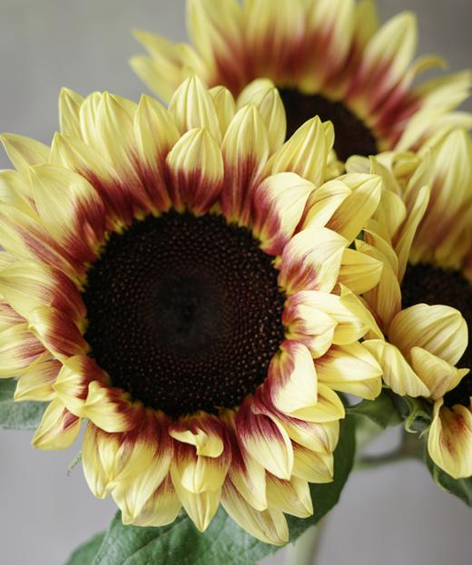 油画向日葵 商品图1