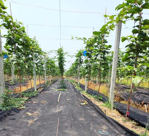 清新山塘丰稔农业—钦蜜9号黄金百香果 商品图7