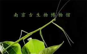 【南京】伪装大师-竹节虫