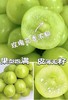 晴王·阳光玫瑰葡萄（超甜）自带果香 皮薄不涩嘴 商品缩略图2