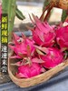 【超级低价】1.98元每颗  9.9元5颗 红心火龙果大果50大果 商品缩略图3