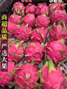 【超级低价】1.98元每颗  9.9元5颗 红心火龙果大果50大果