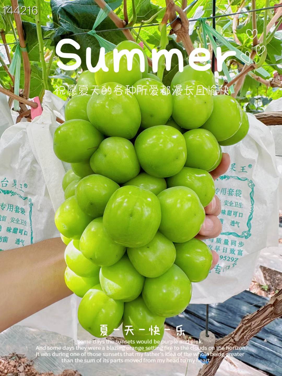 晴王·阳光玫瑰葡萄（超甜）自带果香 皮薄不涩嘴