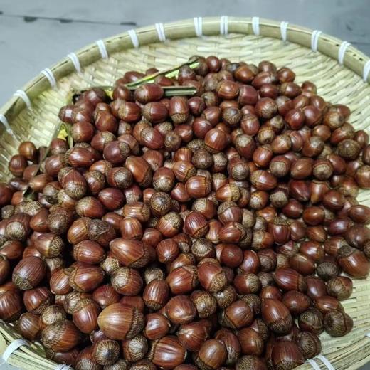 弓匠堡子熟榛子礼盒装甄选颗颗饱满大果 大榛子 特产榛子 东北特产 商品图2