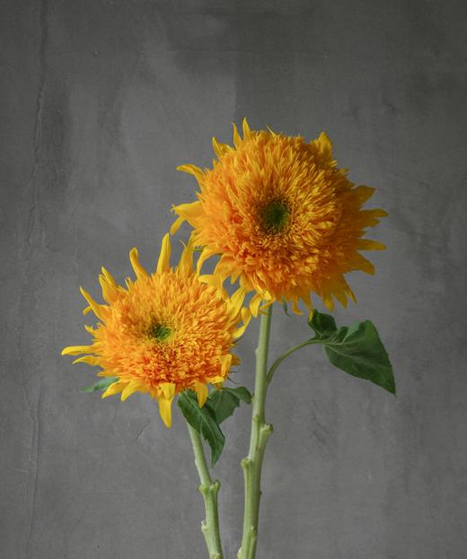 泰迪向日葵 Teddy Sunflower 商品图0