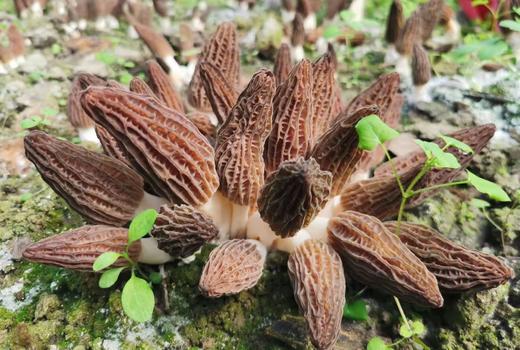 【黔南好物】贵州长顺精品羊肚菌50g/100g【厂家直发】 商品图4