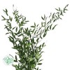 3月8日熊猫竹 绿Aculeatus 100cm-5支 商品缩略图0