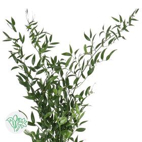 3月8日熊猫竹 绿Aculeatus 100cm-5支