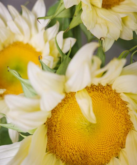 奶油向日葵 Cream Sunflower 商品图1