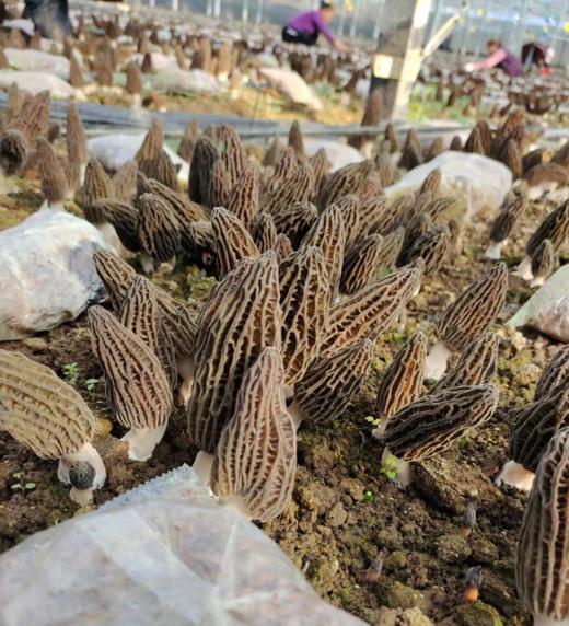 【黔南好物】贵州长顺精品羊肚菌50g/100g【厂家直发】 商品图1