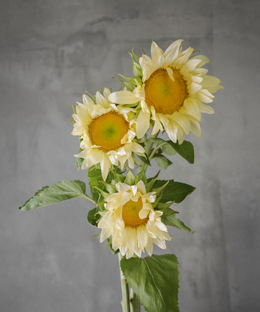 奶油向日葵 Cream Sunflower 商品图0