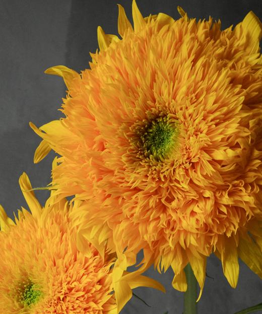 泰迪向日葵 Teddy Sunflower 商品图1