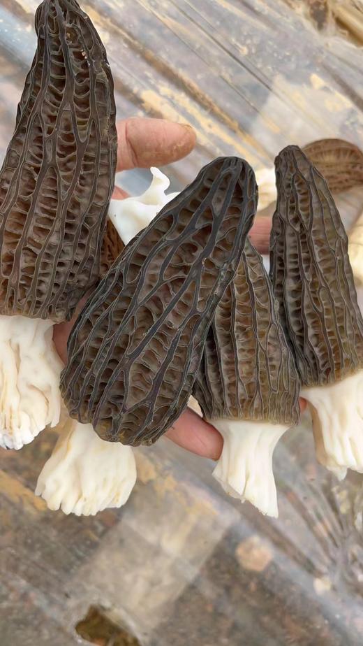 【黔南好物】贵州长顺精品羊肚菌50g/100g【厂家直发】 商品图3