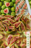 无添加零嘴-无花果干90克/罐*2 - 7斤鲜果出一斤果干 糯叽叽 商品缩略图4