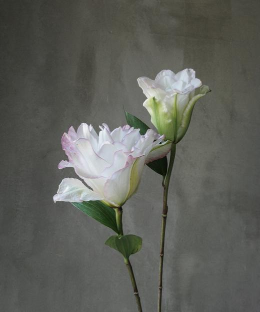 冰美人 Anouska 商品图0