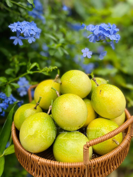 钦蜜9号黄金百香果 商品图10