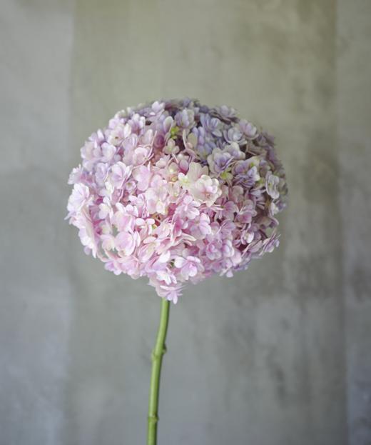 绣球 hydrangea 商品图5